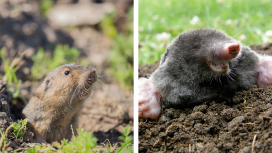 Differences Between Gophers and Moles