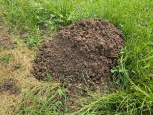 mound of dirt from a pest