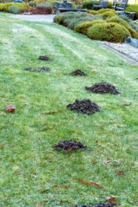 mole holes in grass