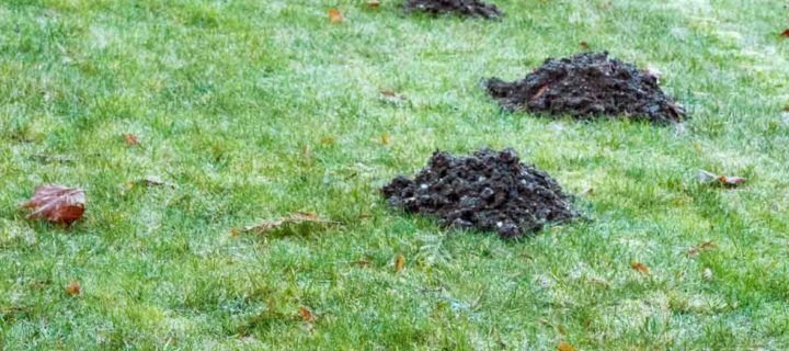Common Signs of Moles – What to Look For
