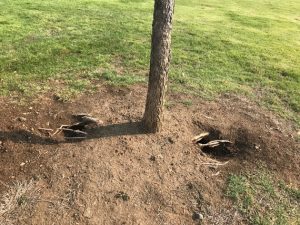 Ground Squirrel holes near tree