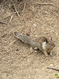 Ground Squirrel close up