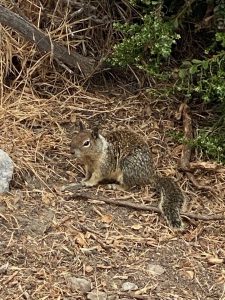 Ground Squirrel in dirt