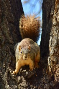 Tree Squirrel in Tree