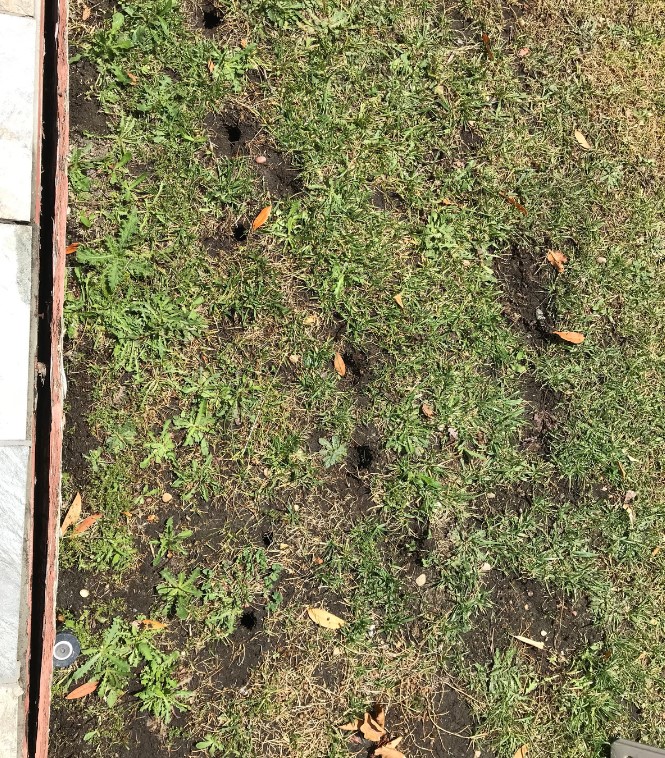 What to Expect During Gopher Breeding Season | Gopher Team