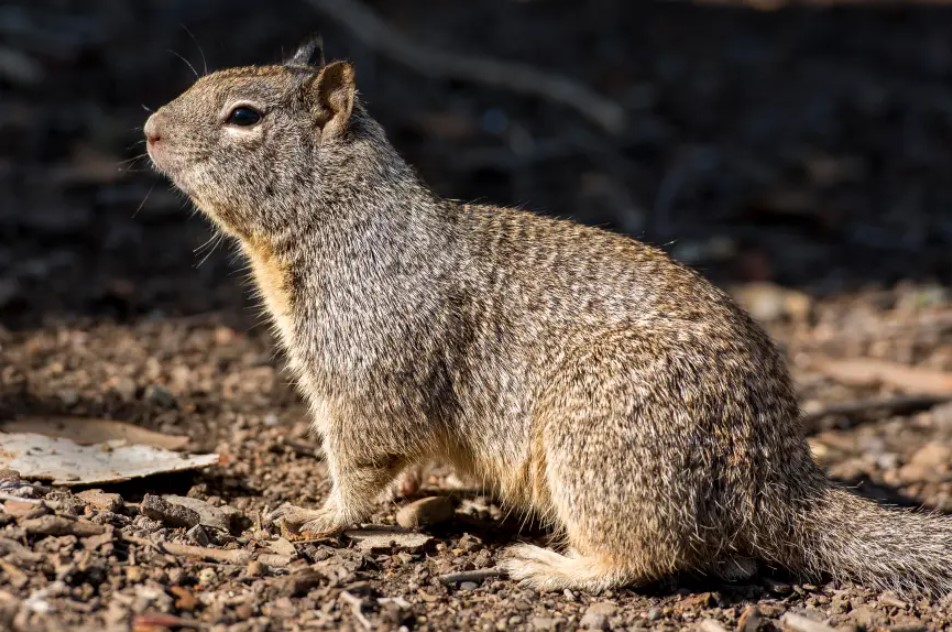 Common Signs of Ground Squirrels